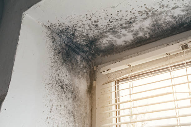 Affordable Crawl Space Mold Removal solutions in Montclair, VA